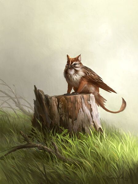 File:Lince alata.jpg